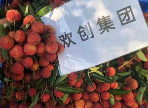 夏日好“枝”味，乐鱼网页版集团发福“荔”啦